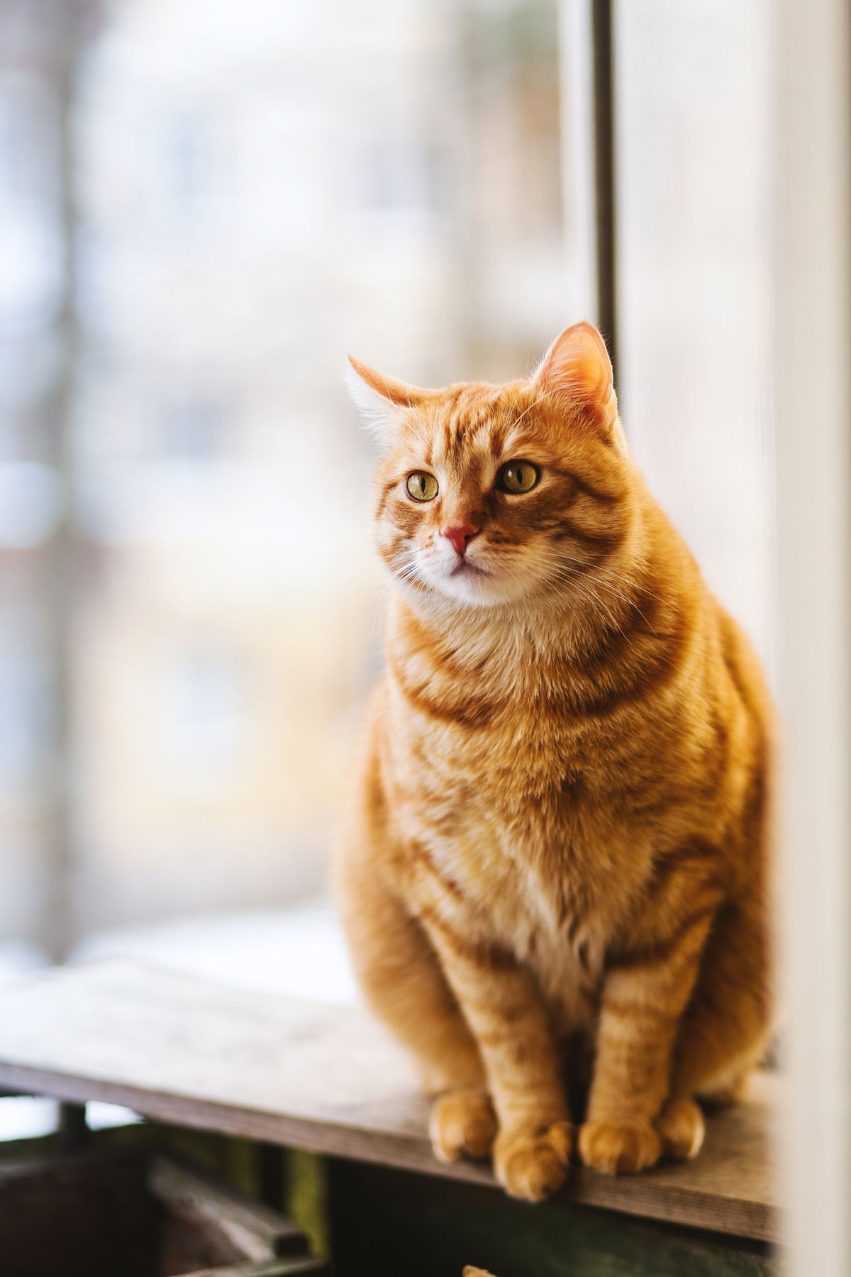 Curious cat with soft focus background
