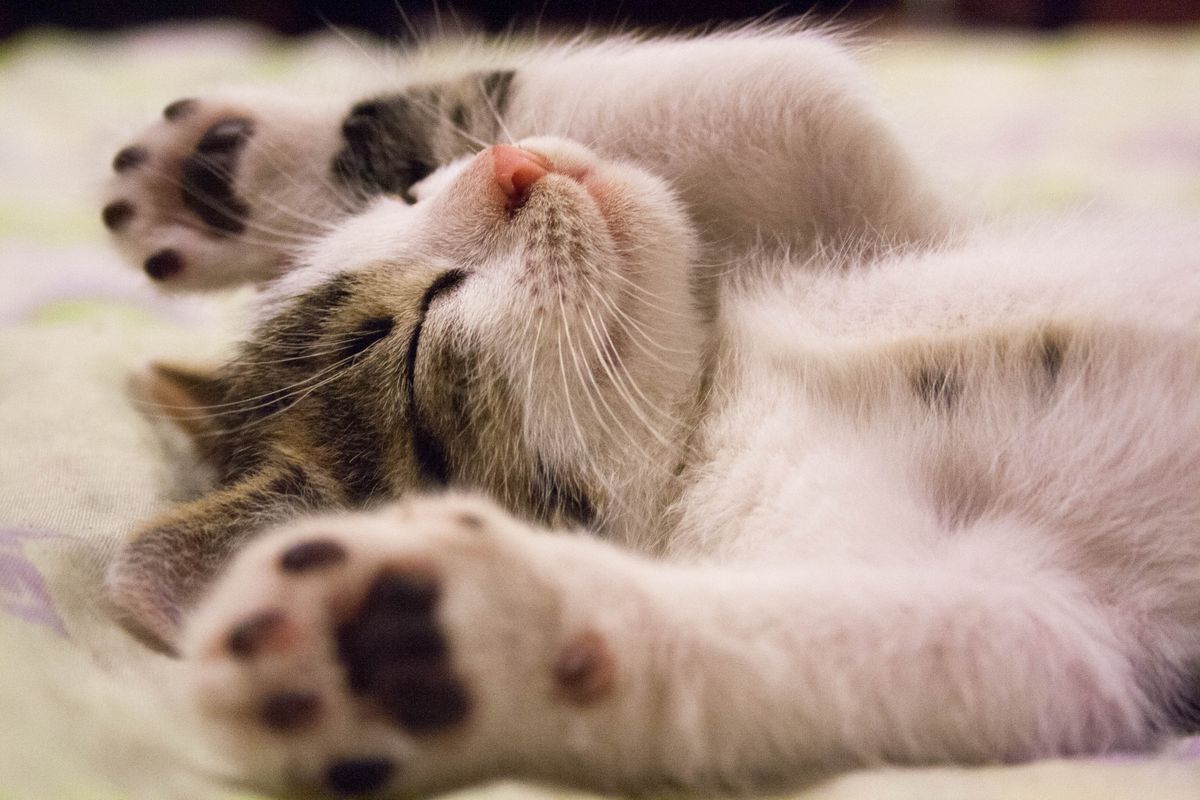 Fluffy white cat resting peacefully