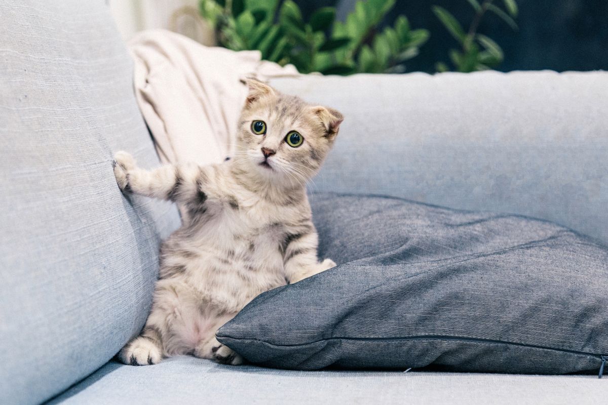 Cat sitting by a window